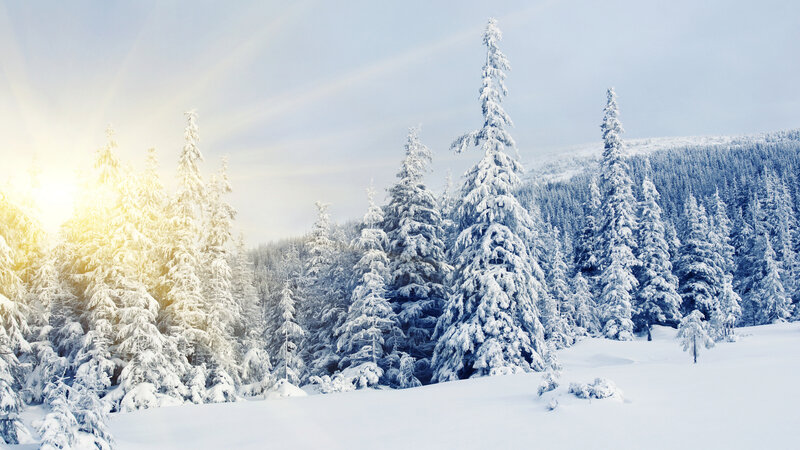 Snow-covered Pine Trees — White, Serene, Winter, Photograph, Forest, Sunlight