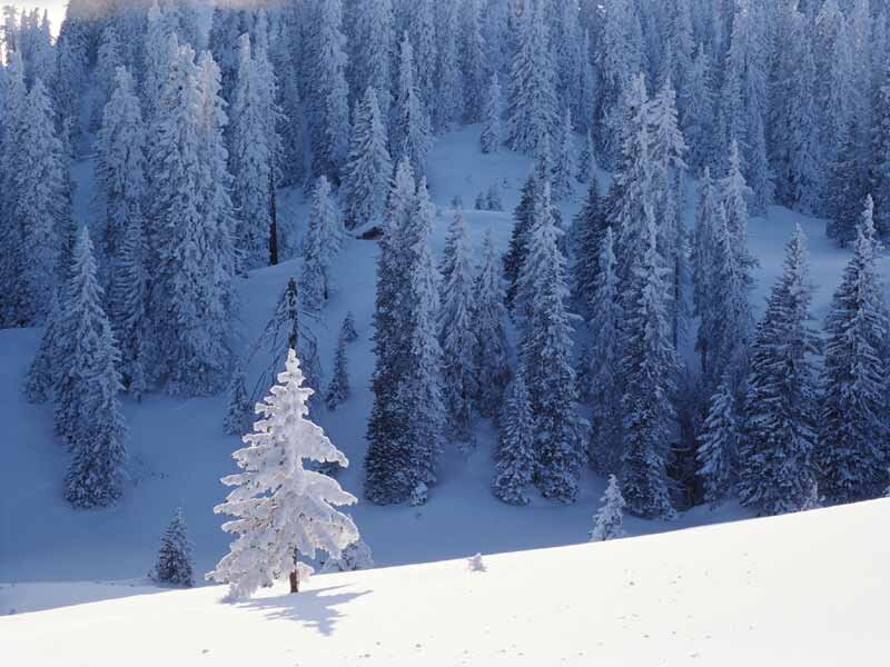 Snow-covered Pine Trees — White, Serene, Winter, Photograph, Forest