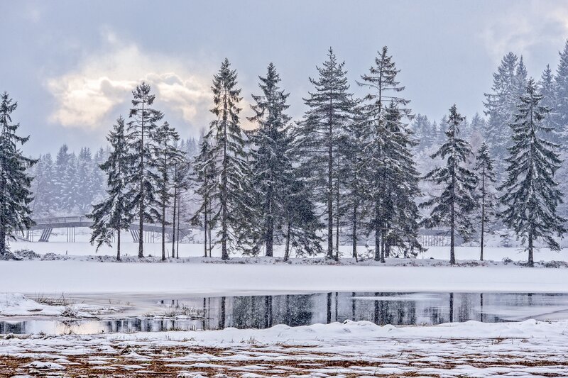 Snow-covered Pine Trees — White, Serene, Winter, Photograph, Lake, Bridge