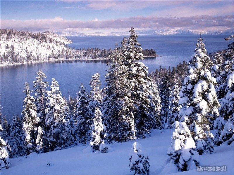 Snow-covered Pine Trees — White, Serene, Winter, Photograph, Lake