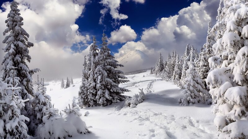 Snow-covered Pine Trees — White, Serene, Winter, Photograph, Mountain, Clouds, Footprints