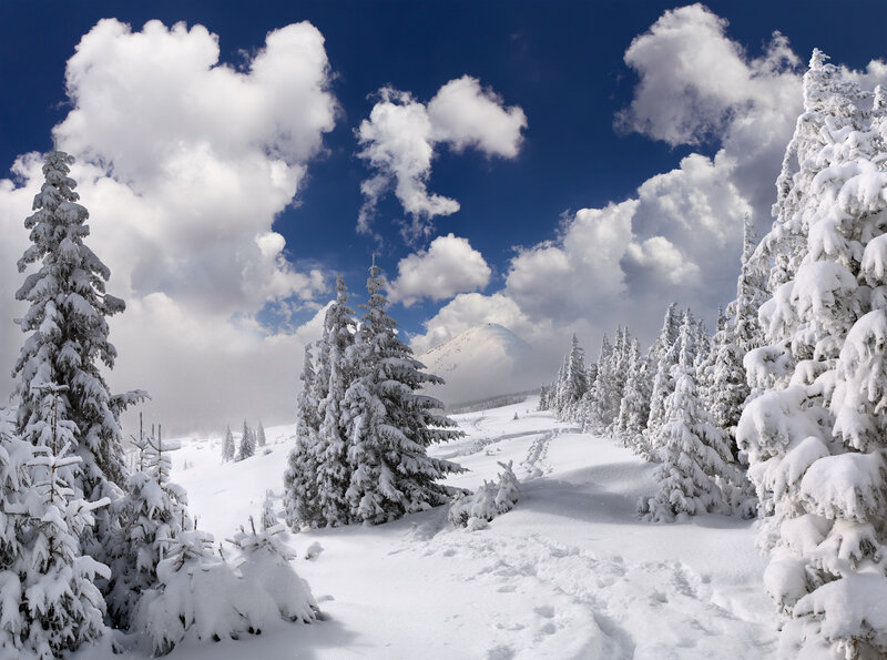 Snow-covered Pine Trees — White, Serene, Winter, Photograph, Mountain, Clouds, Snow