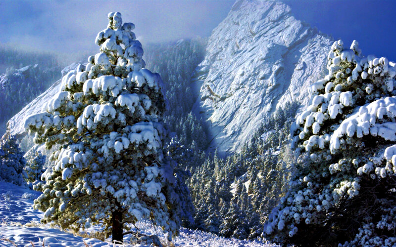 Snow-covered Pine Trees — White, Serene, Winter, Photograph, Mountain, Forest, Snow