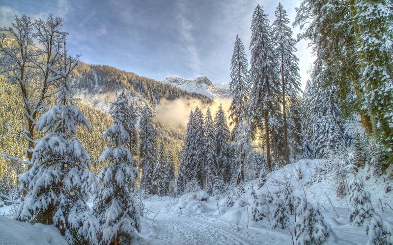Snow-covered Pine Trees — White, Serene, Winter, Photograph, Mountain, Forest