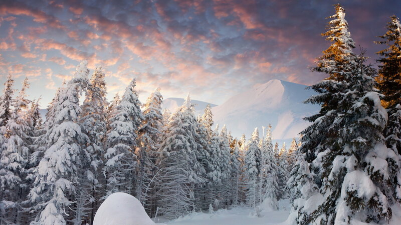 Snow-covered Pine Trees — White, Serene, Winter, Photograph, Mountain, Sky, Clouds