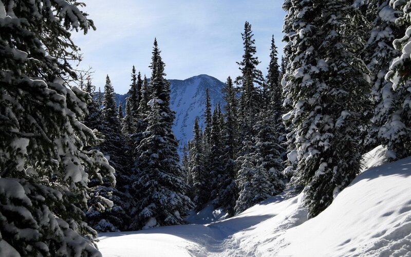 Snow-covered Pine Trees — White, Serene, Winter, Photograph, Mountain, Snow