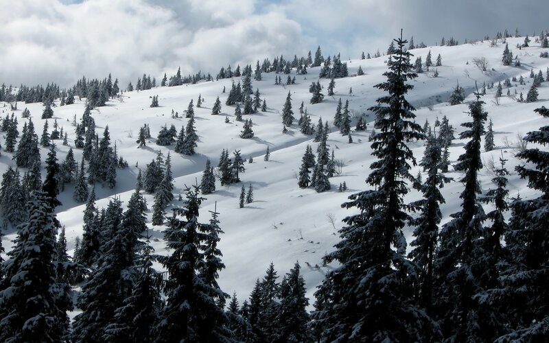 Snow-covered Pine Trees — White, Serene, Winter, Photograph, Mountain