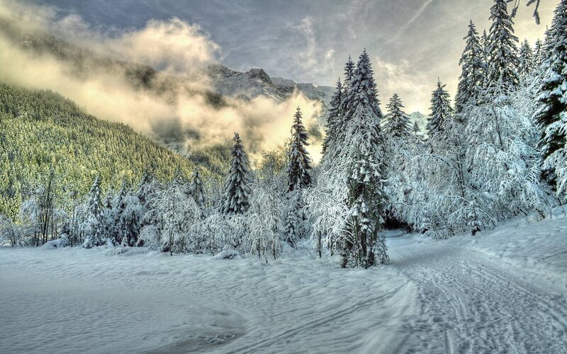 Snow-covered Pine Trees — White, Serene, Winter, Photograph, Mountains, Clouds, Snow