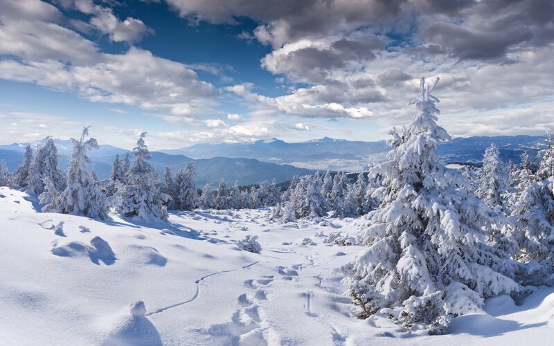 Snow-covered Pine Trees — White, Serene, Winter, Photograph, Mountains, Clouds