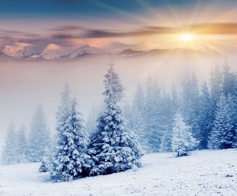 Snow-covered Pine Trees — White, Serene, Winter, Photograph, Mountains, Fog, Sun