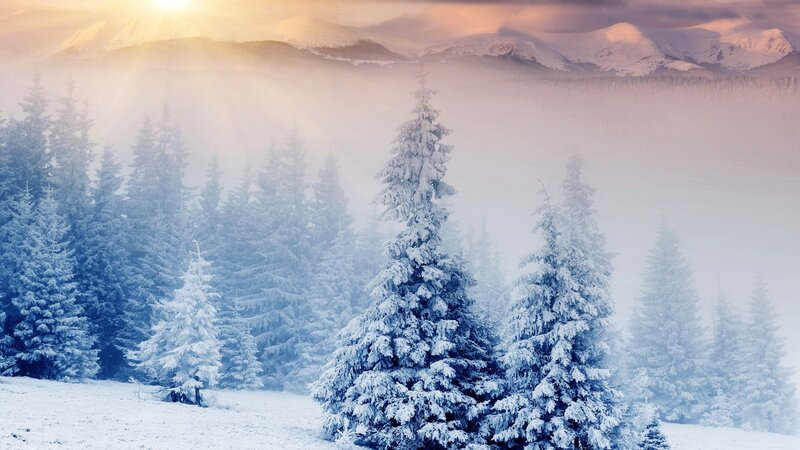 Snow-covered Pine Trees — White, Serene, Winter, Photograph, Mountains, Fog, Sunlight