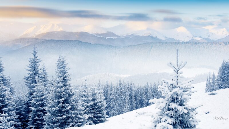 Snow-covered Pine Trees — White, Serene, Winter, Photograph, Mountains, Forest, Fog