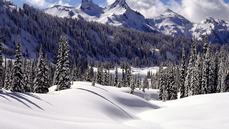 Snow-covered Pine Trees — White, Serene, Winter, Photograph, Mountains, Forest, Sky, Green, Blue