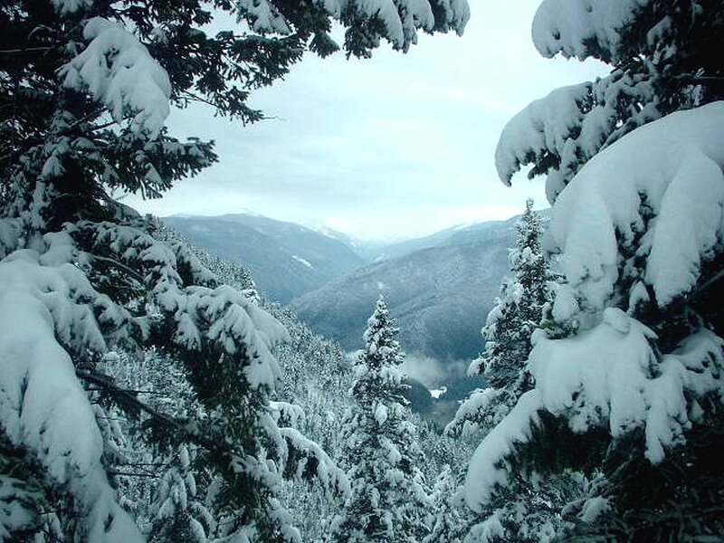 Snow-covered Pine Trees — White, Serene, Winter, Photograph, Mountains, Forest, Sky