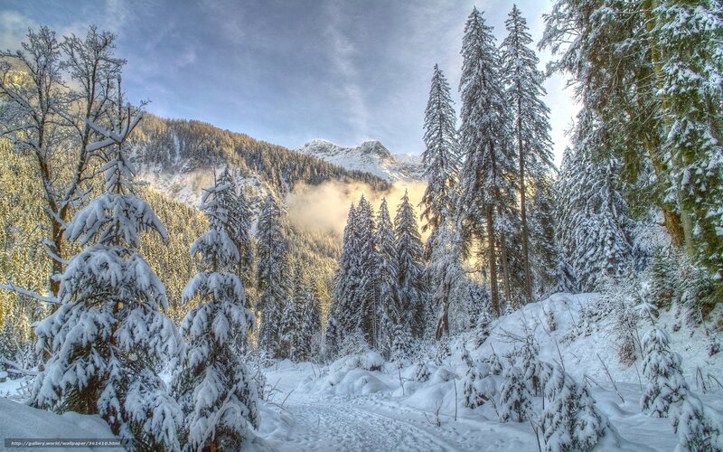 Snow-covered Pine Trees — White, Serene, Winter, Photograph, Mountains, Forest, Snow, Clouds