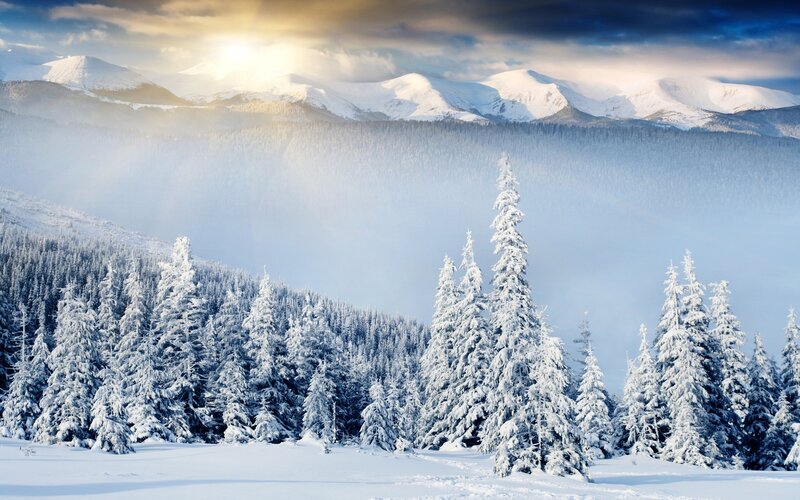 Snow-covered Pine Trees — White, Serene, Winter, Photograph, Mountains, Forest, Sunlight