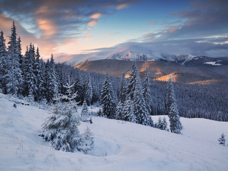 Snow-covered Pine Trees — White, Serene, Winter, Photograph, Mountains, Forest