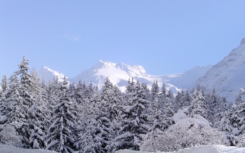 Snow-covered Pine Trees — White, Serene, Winter, Photograph, Mountains, Sky, Snow, Blue, Green