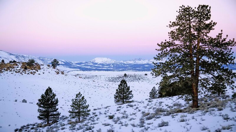 Snow-covered Pine Trees — White, Serene, Winter, Photograph, Mountains, Sky, Snow, Purple