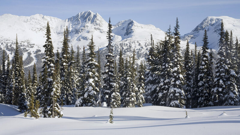 Snow-covered Pine Trees — White, Serene, Winter, Photograph, Mountains, Snow, Sky, Green