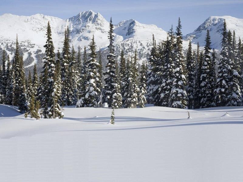 Snow-covered Pine Trees — White, Serene, Winter, Photograph, Mountains, Snow