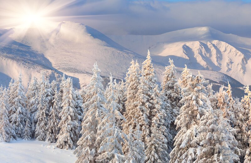 Snow-covered Pine Trees — White, Serene, Winter, Photograph, Mountains, Sun, Clouds