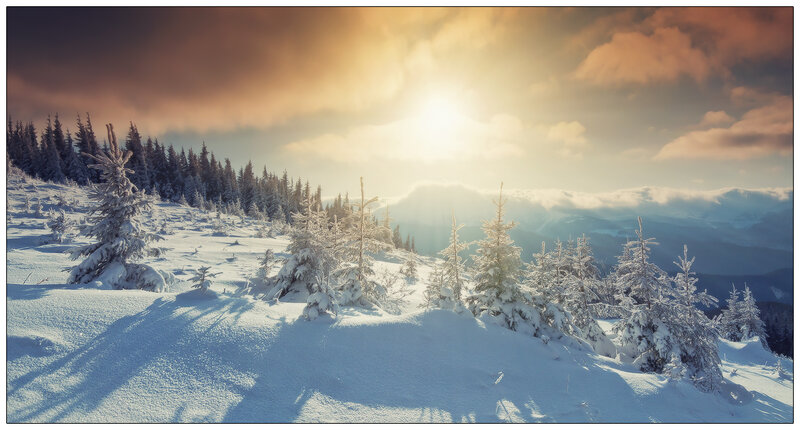 Snow-covered Pine Trees — White, Serene, Winter, Photograph, Mountains, Sun