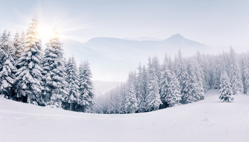 Snow-covered Pine Trees — White, Serene, Winter, Photograph, Mountains, Sunlight