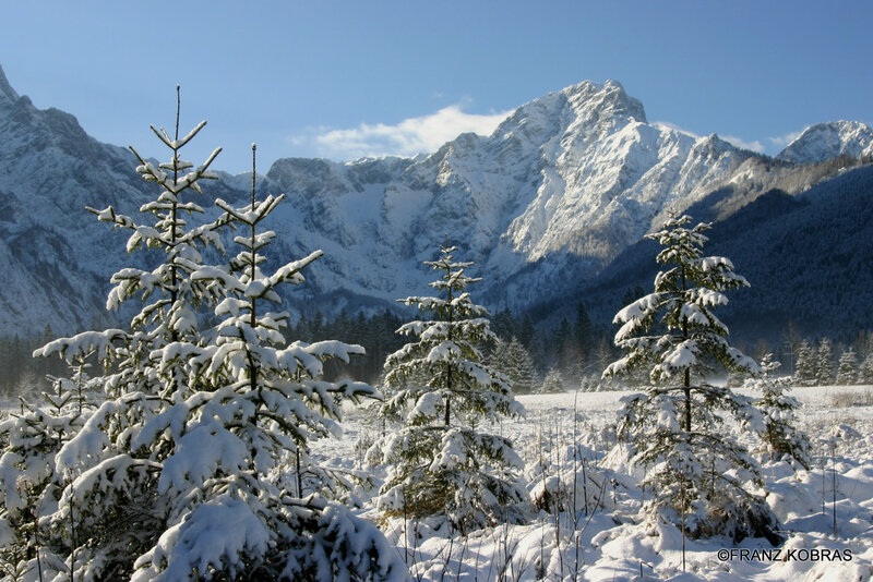 Snow-covered Pine Trees — White, Serene, Winter, Photograph, Mountains