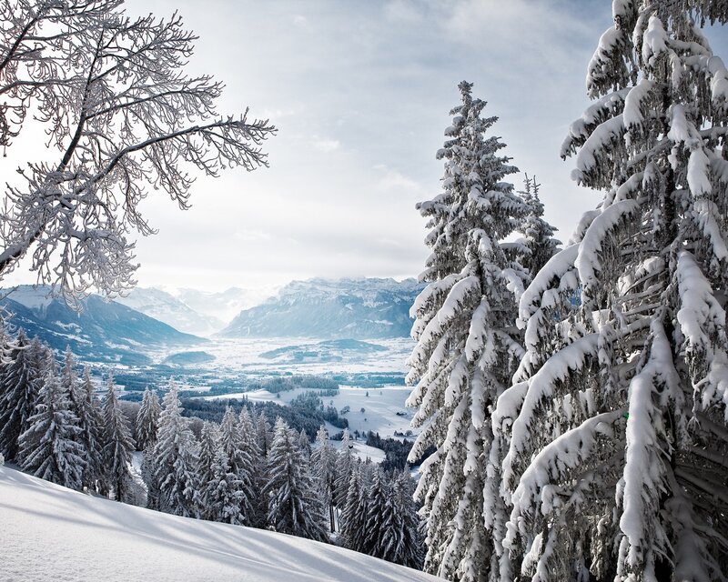 Snow-covered Pine Trees — White, Serene, Winter, Photograph, Mountains, Valley, Sky, Green, Blue