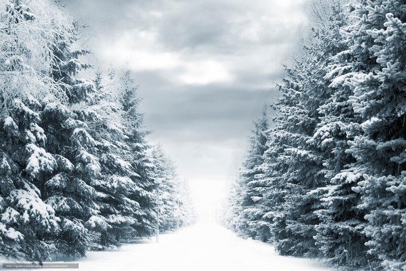 Snow-covered Pine Trees — White, Serene, Winter, Photograph, Path, Clouds