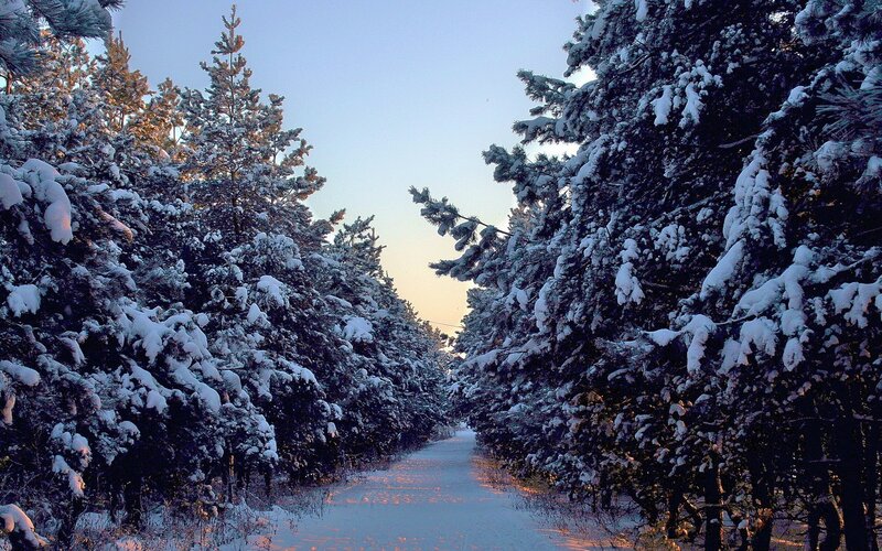 Snow-covered Pine Trees — White, Serene, Winter, Photograph, Path, Sky