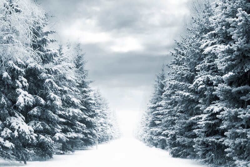 Snow-covered Pine Trees — White, Serene, Winter, Photograph, Path