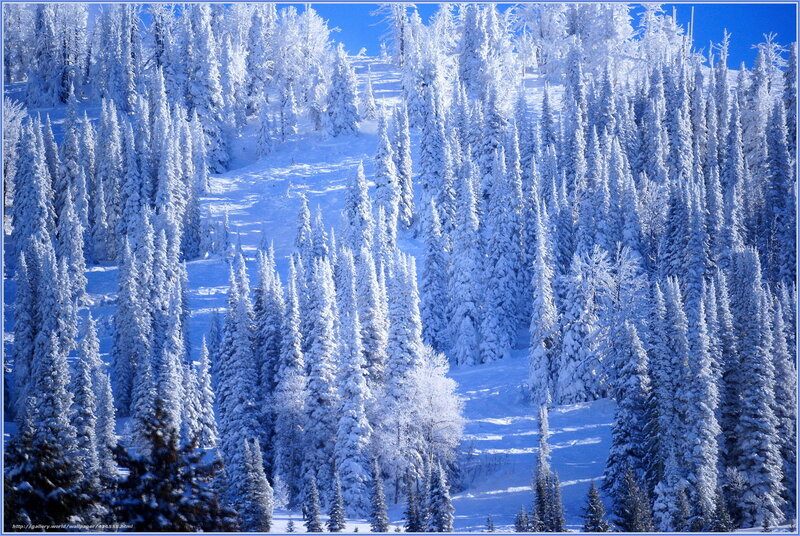 Snow-covered Pine Trees — White, Serene, Winter, Photograph, Pine Trees, Snow, Mountain