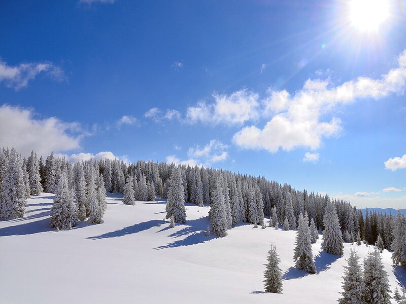 Snow-covered Pine Trees — White, Serene, Winter, Photograph, Pine Trees, Snow