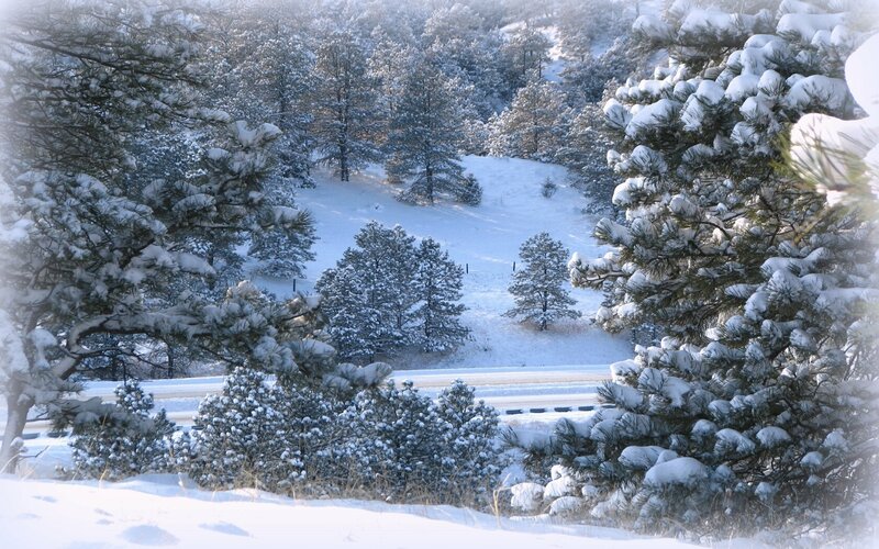 Snow-covered Pine Trees — White, Serene, Winter, Photograph, Road, Forest