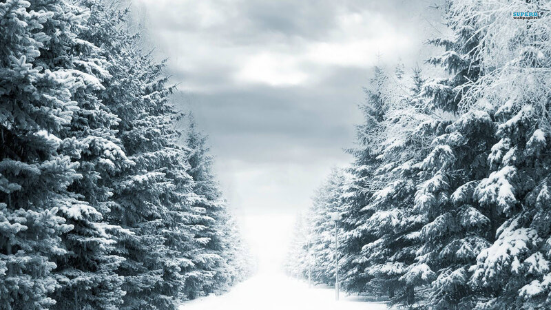 Snow-covered Pine Trees — White, Serene, Winter, Photograph, Road