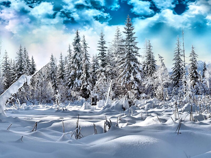 Snow-covered Pine Trees — White, Serene, Winter, Photograph, Snow, Clouds, Forest