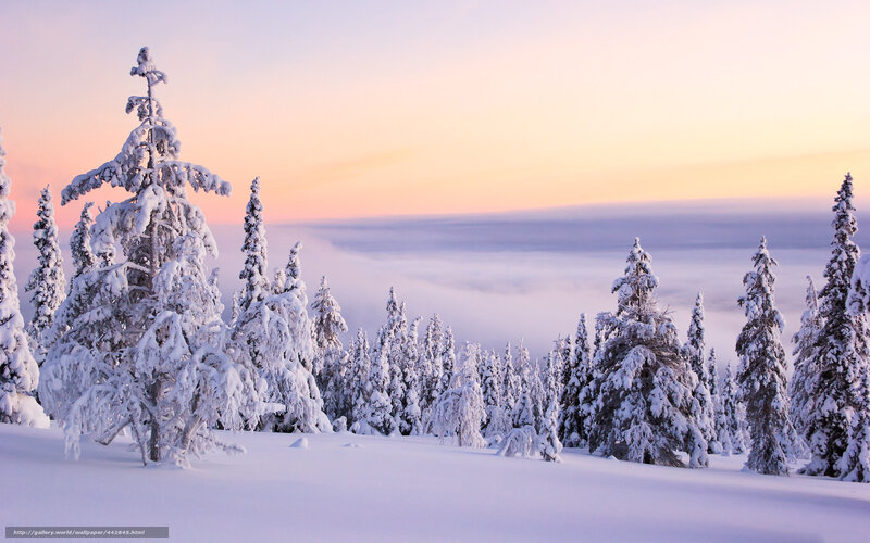 Snow-covered Pine Trees — White, Serene, Winter, Photograph, Snow, Clouds, Sky