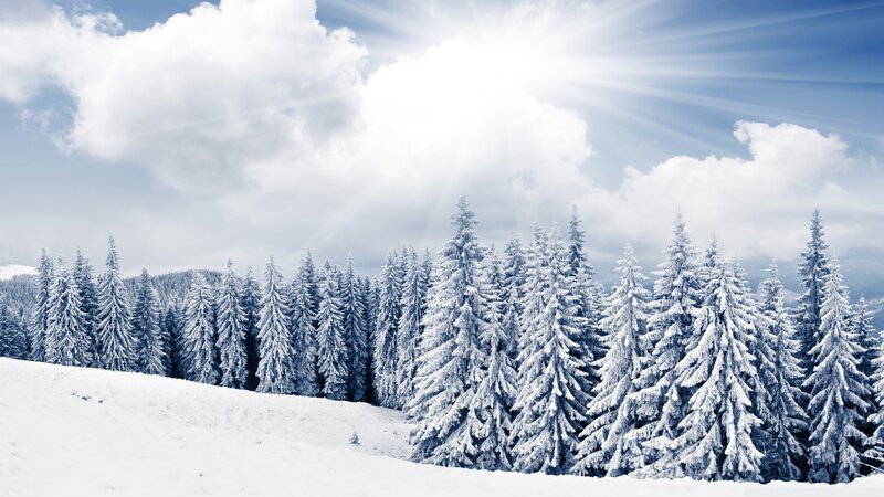 Snow-covered Pine Trees — White, Serene, Winter, Photograph, Snow, Clouds