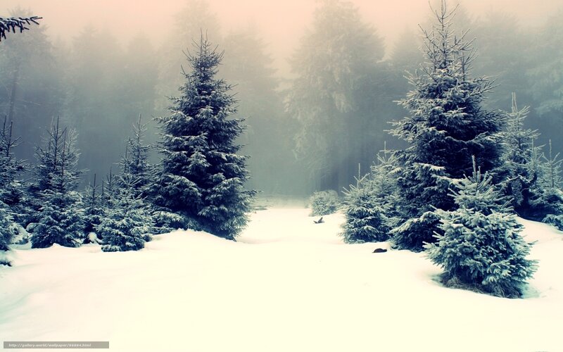 Snow-covered Pine Trees — White, Serene, Winter, Photograph, Snow, Fog