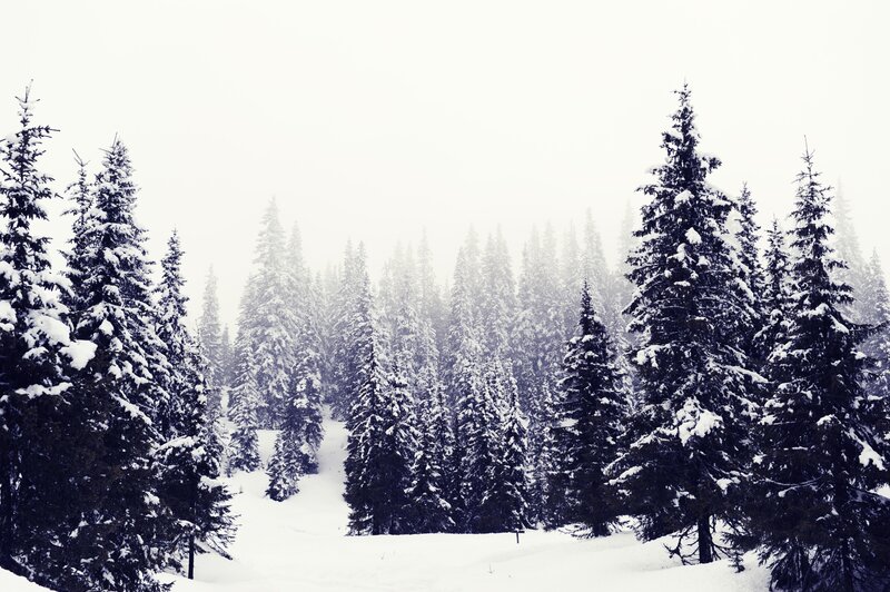 Snow-covered Pine Trees — White, Serene, Winter, Photograph, Snow, Forest, Fog, Green, Gray
