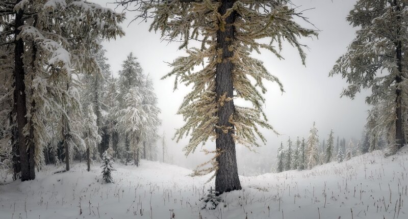 Snow-covered Pine Trees — White, Serene, Winter, Photograph, Snow, Forest, Fog