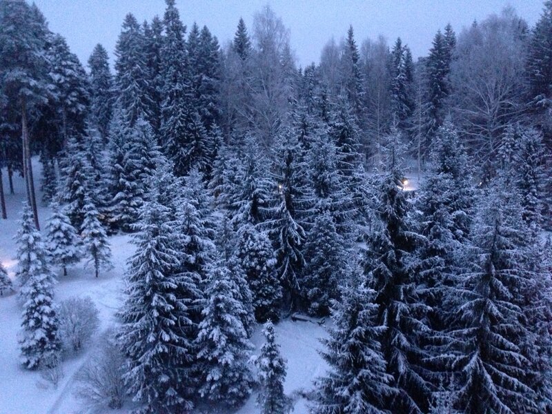 Snow-covered Pine Trees — White, Serene, Winter, Photograph, Snow, Forest, Lights