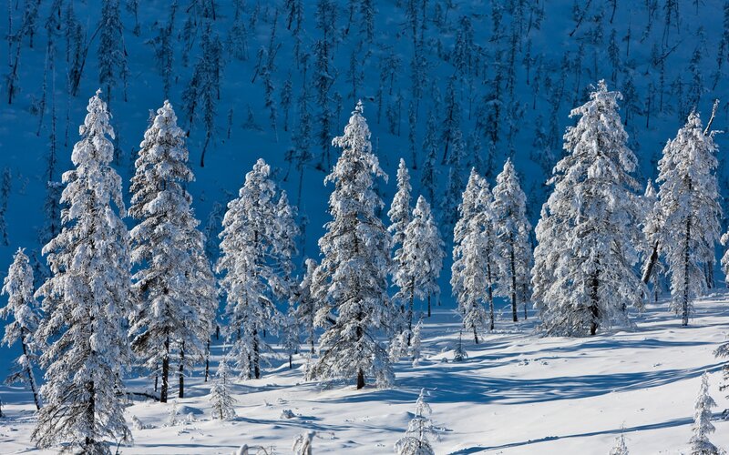 Snow-covered Pine Trees — White, Serene, Winter, Photograph, Snow, Forest, Mountain, Blue