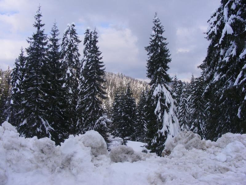 Snow-covered Pine Trees — White, Serene, Winter, Photograph, Snow, Forest, Mountain, Sky