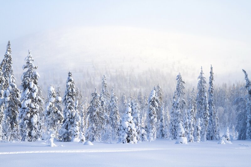 Snow-covered Pine Trees — White, Serene, Winter, Photograph, Snow, Forest, Mountain