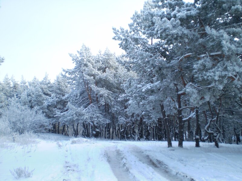 Snow-covered Pine Trees — White, Serene, Winter, Photograph, Snow, Forest, Path, Green