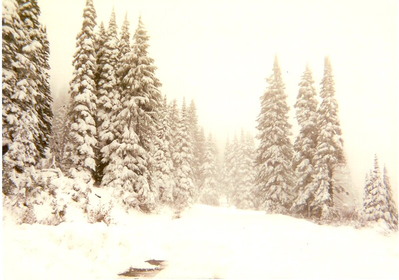 Snow-covered Pine Trees — White, Serene, Winter, Photograph, Snow, Forest, Path
