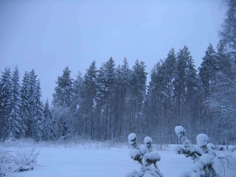 Snow-covered Pine Trees — White, Serene, Winter, Photograph, Snow, Forest, Sky, Blue, Green
